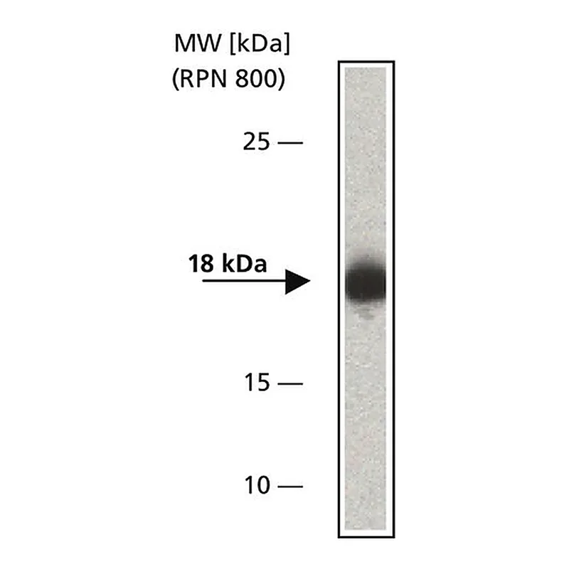 Merck Anti-ARF6 antibody, Mouse monoclonal