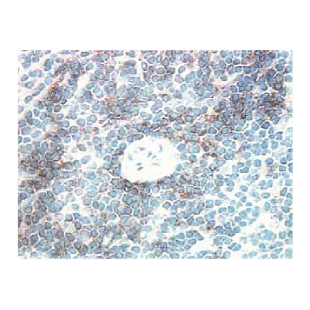BD Purified Mouse Anti-Rat CD4