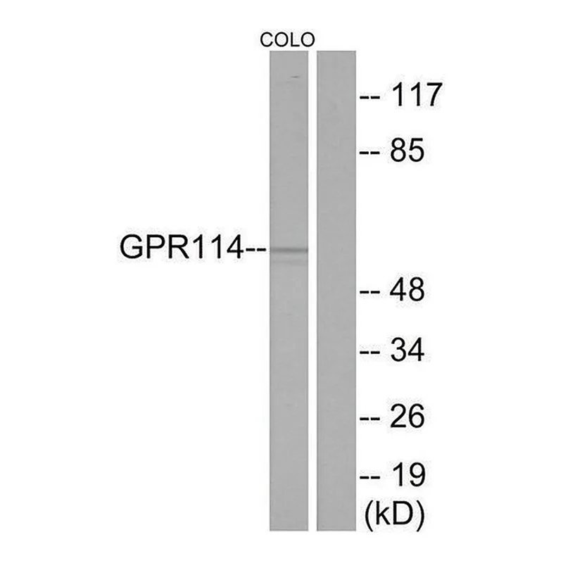 Merck Anti-GPR114 antibody produced in rabbit