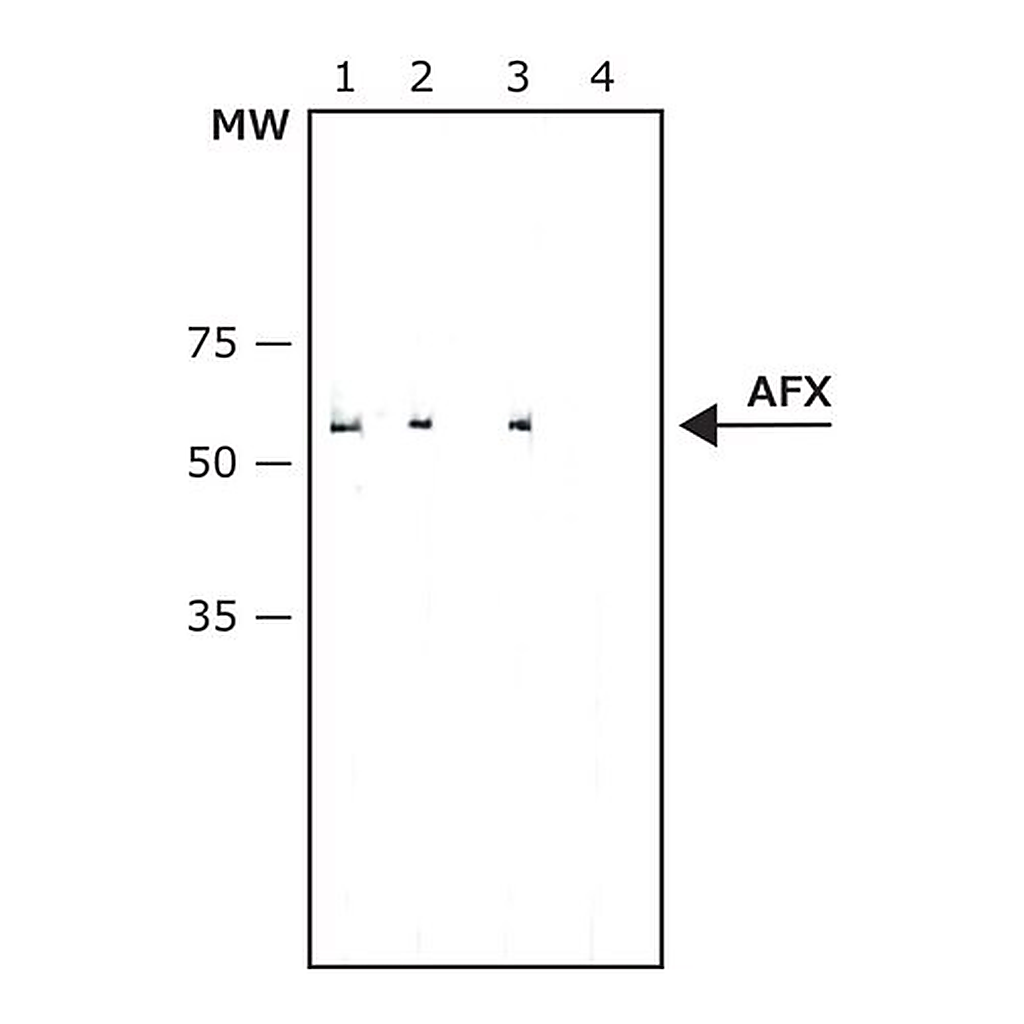 Merck Anti-AFX (FOXO4) antibody, Mouse monoclonal