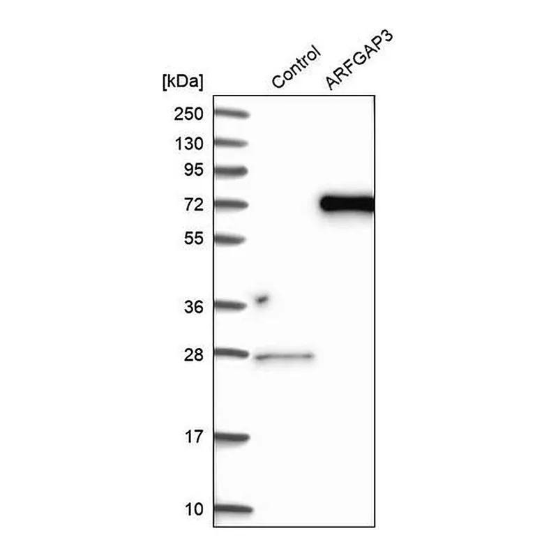 Merck Anti-ARFGAP3 antibody produced in rabbit