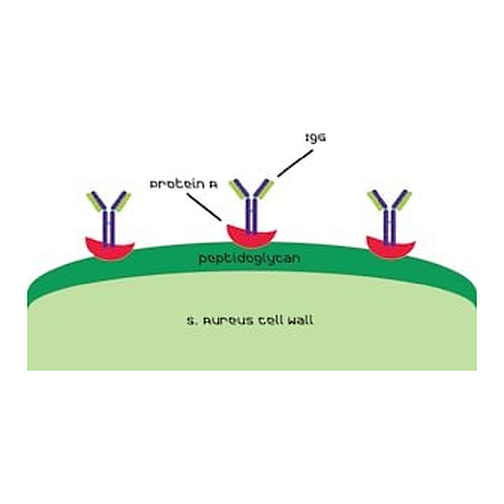 Merck PROTEIN A FROM STAPHYLOCOCCUS AUREUS, &