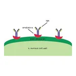 Merck PROTEIN A FROM STAPHYLOCOCCUS AUREUS, &