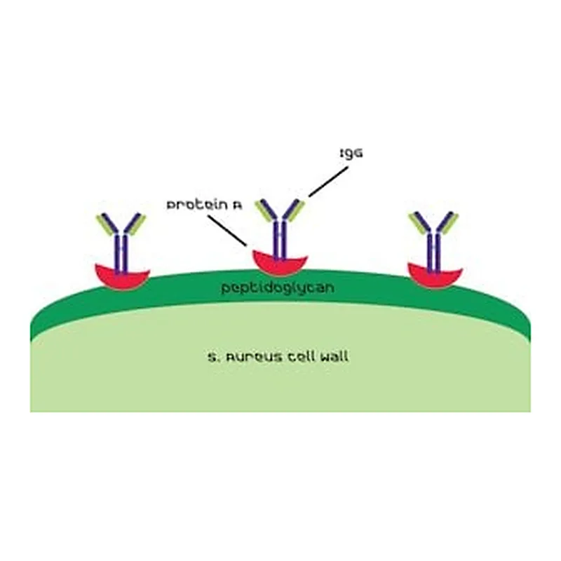 Merck PROTEIN A FROM STAPHYLOCOCCUS AUREUS, &