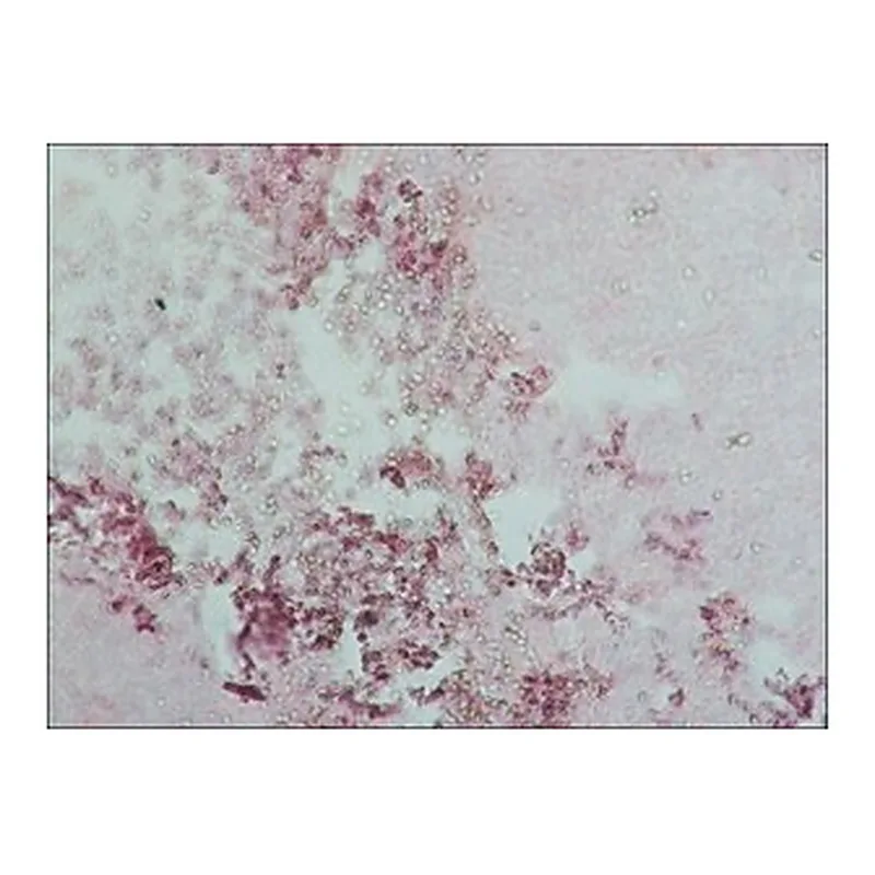 Merck ANTI-HUMAN IGG (WHOLE MOLECULE) &