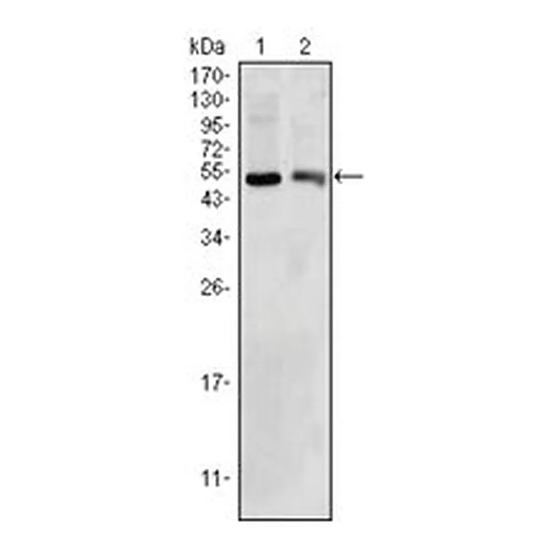 Merck MONOCLONAL ANTI-BDH1