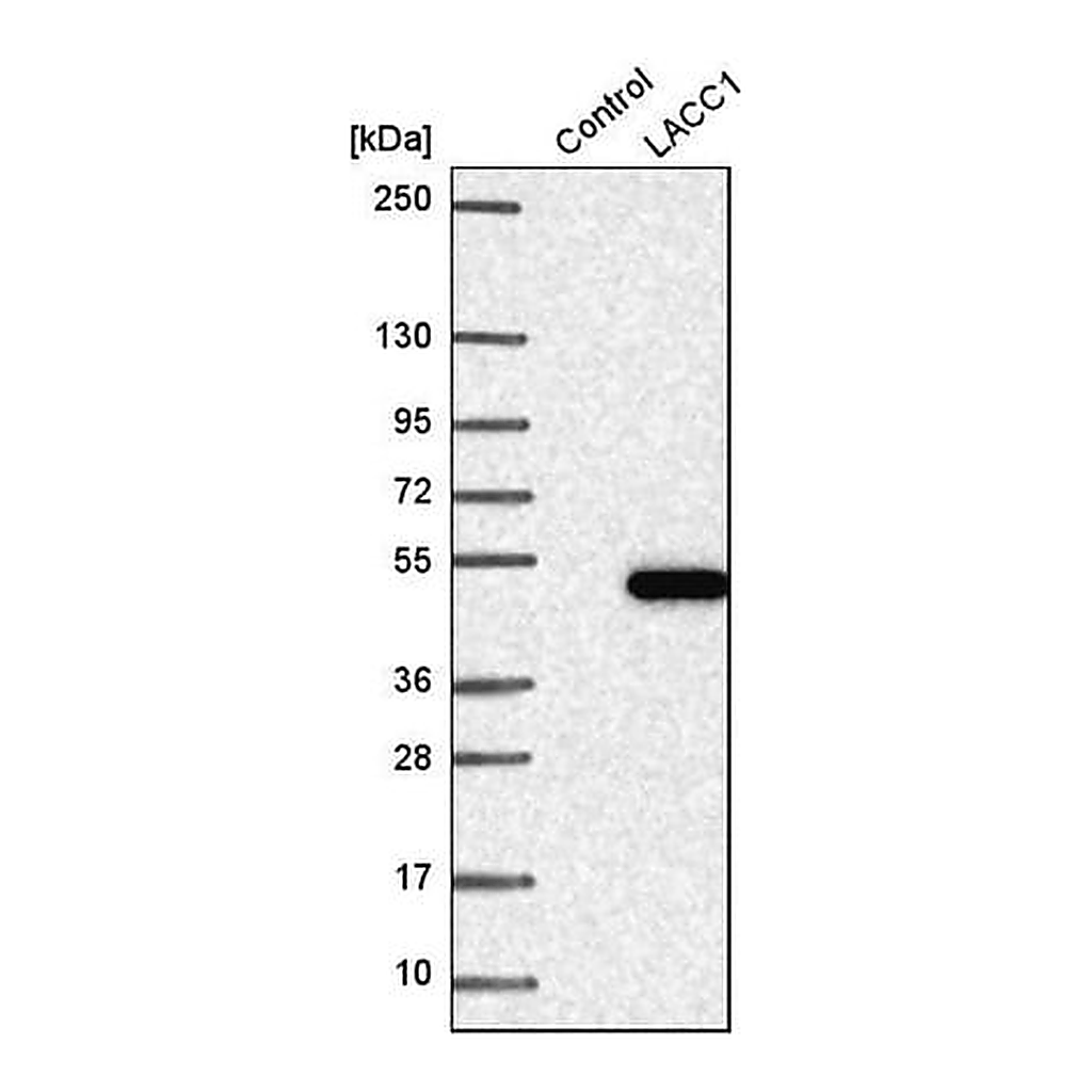 Merck Anti-LACC1 antibody produced in rabbit