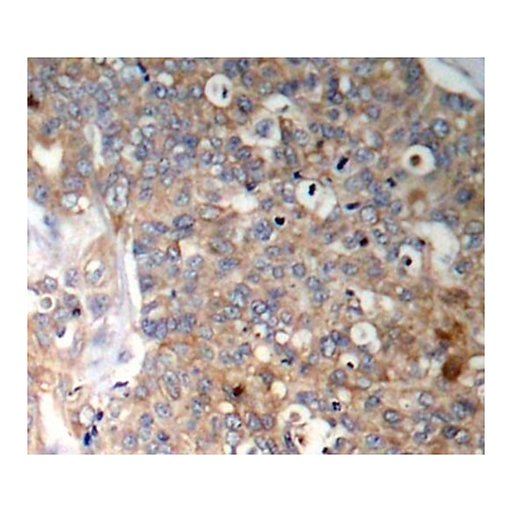 Merck Anti-Phospho-GSK3B-Y216 antibody produced in rabbit