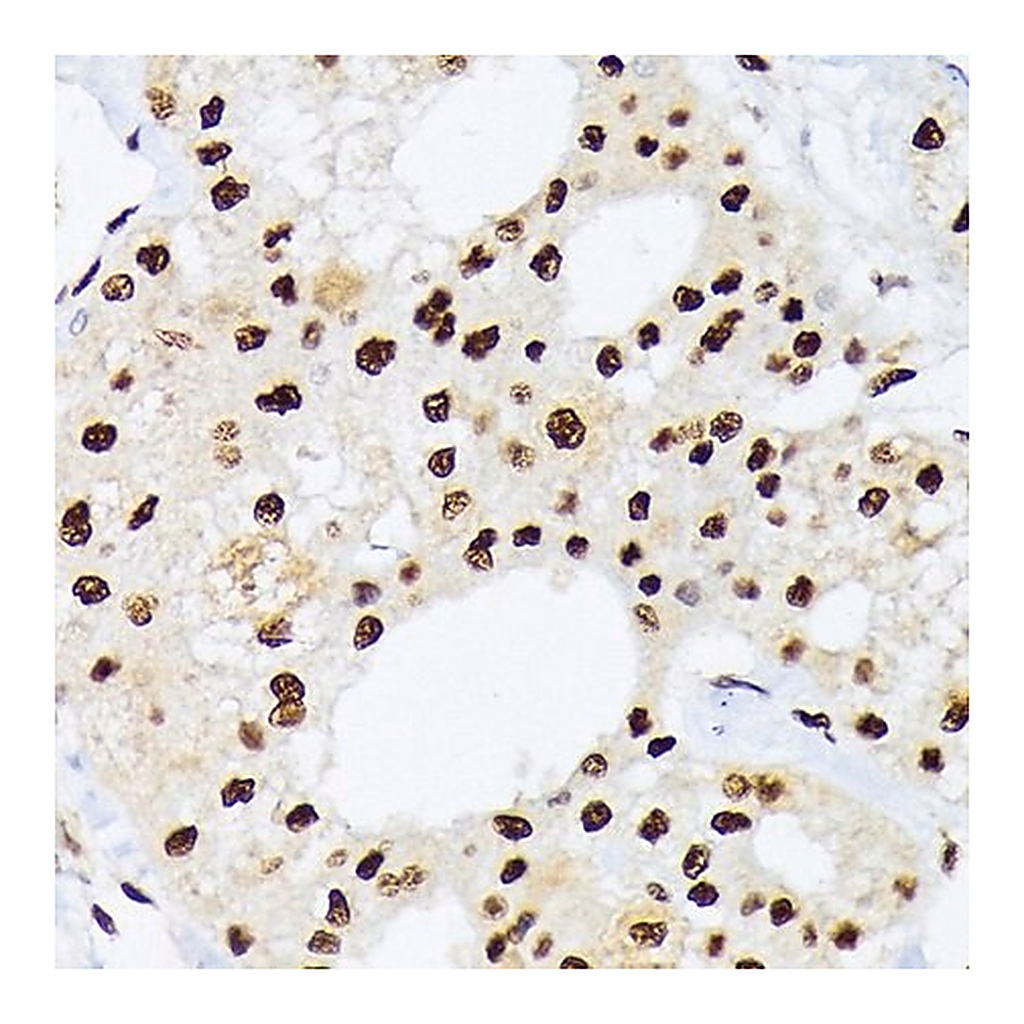 Merck Anti-hnRNP Q/SYNCRIP antibody produced in rabbit