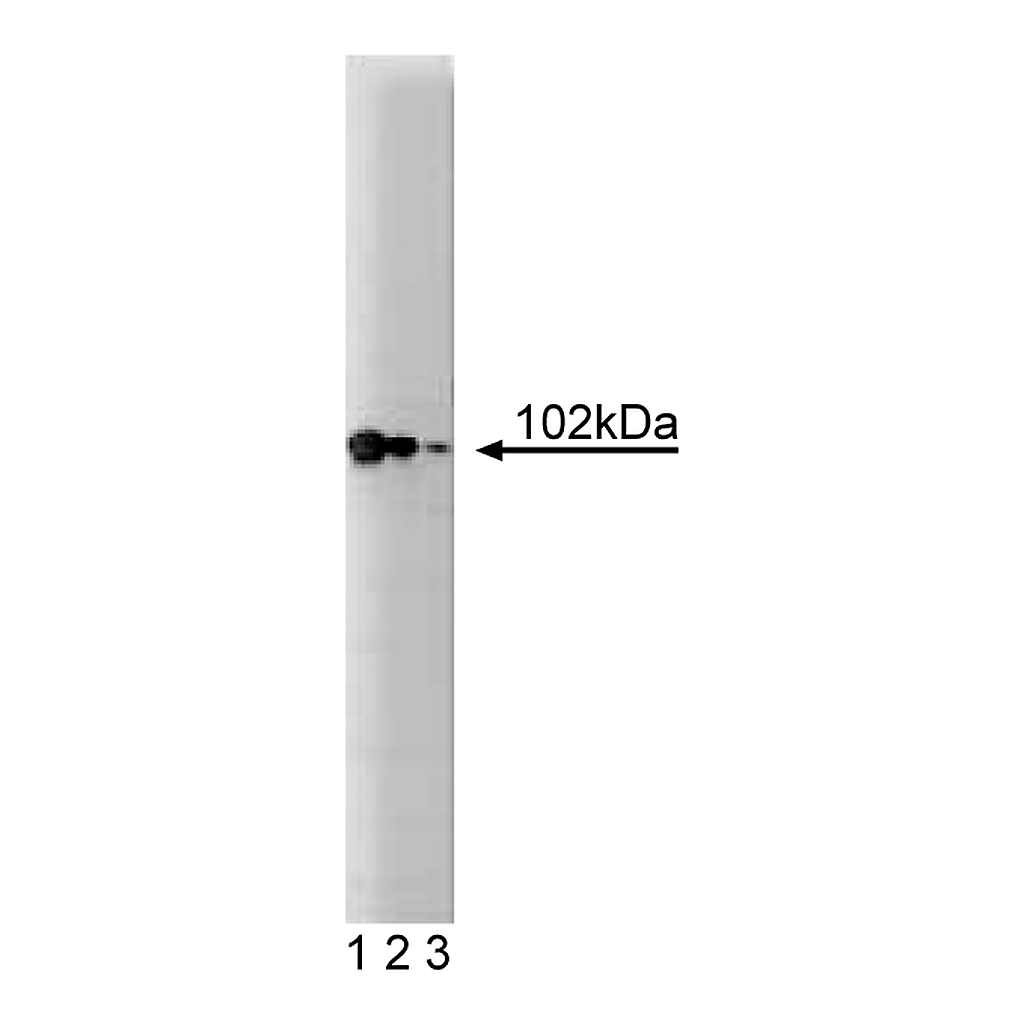 BD Purified Mouse Anti- α-Catenin