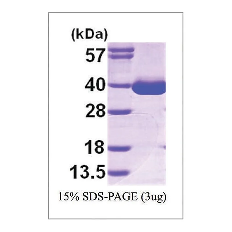 Merck MDH1 human