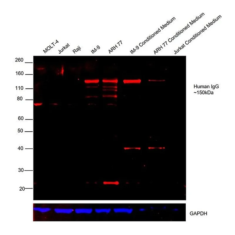 Thermo Fisher Scientific F(ab`)2-Goat anti-Human IgG (H+L) Secondary Antibody, TRITC