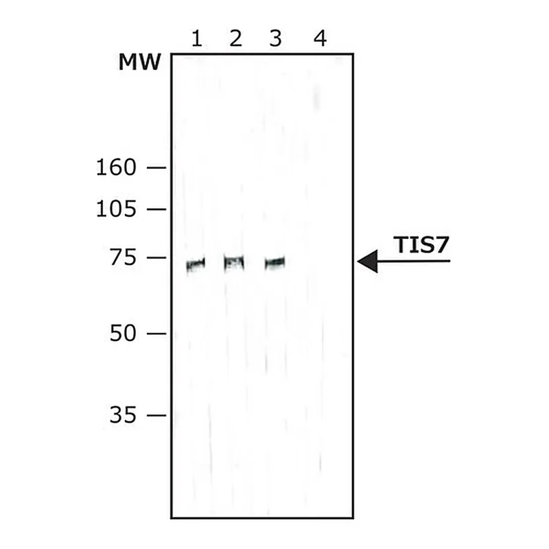 Merck Monoclonal Anti-TIS7 antibody produced in mouse