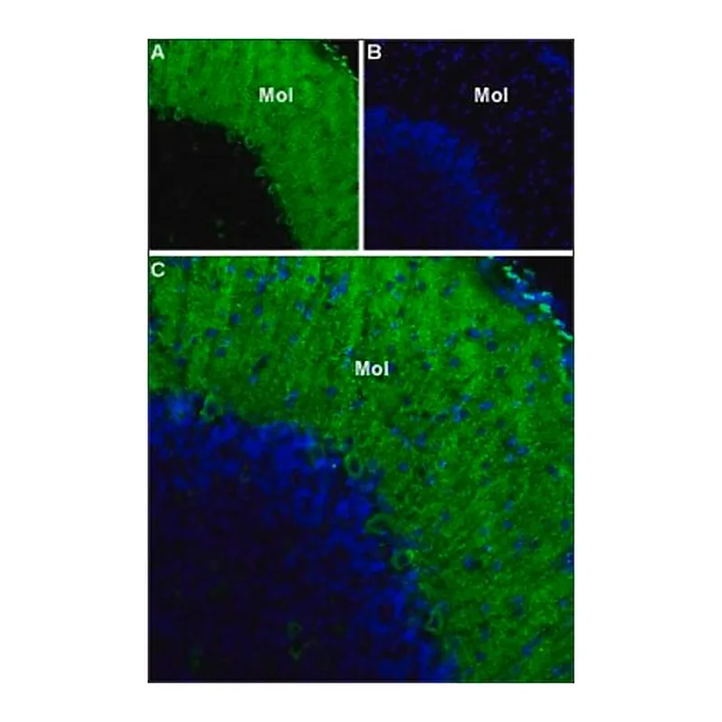Merck Anti-Calcium Channel CaV3.1 (alpha1G) antibody produced in rabbit