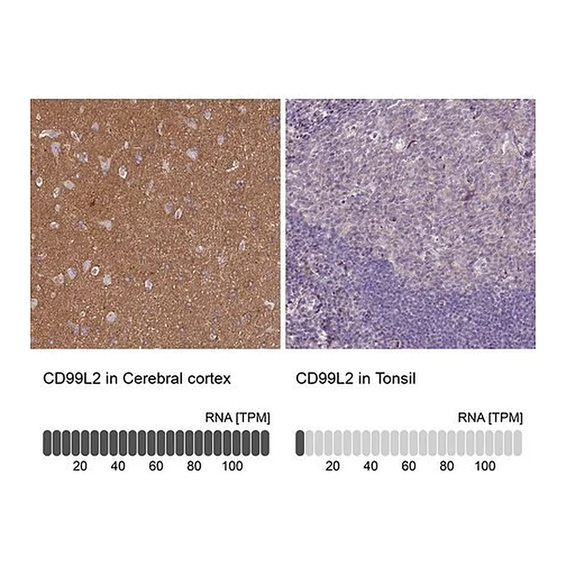 Merck Anti-CD99L2 antibody produced in rabbit