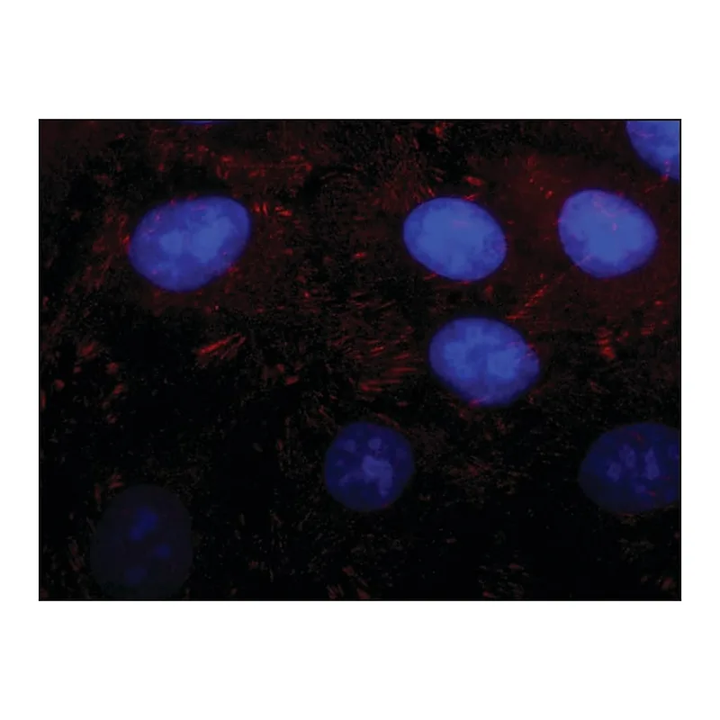 Merck Anti-Kindlin-2 antibody produced in rabbit