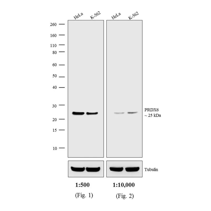 Thermo Fisher Scientific Donkey anti-Rabbit IgG (H+L) Highly Cross-Adsorbed Secondary Antibody, AP