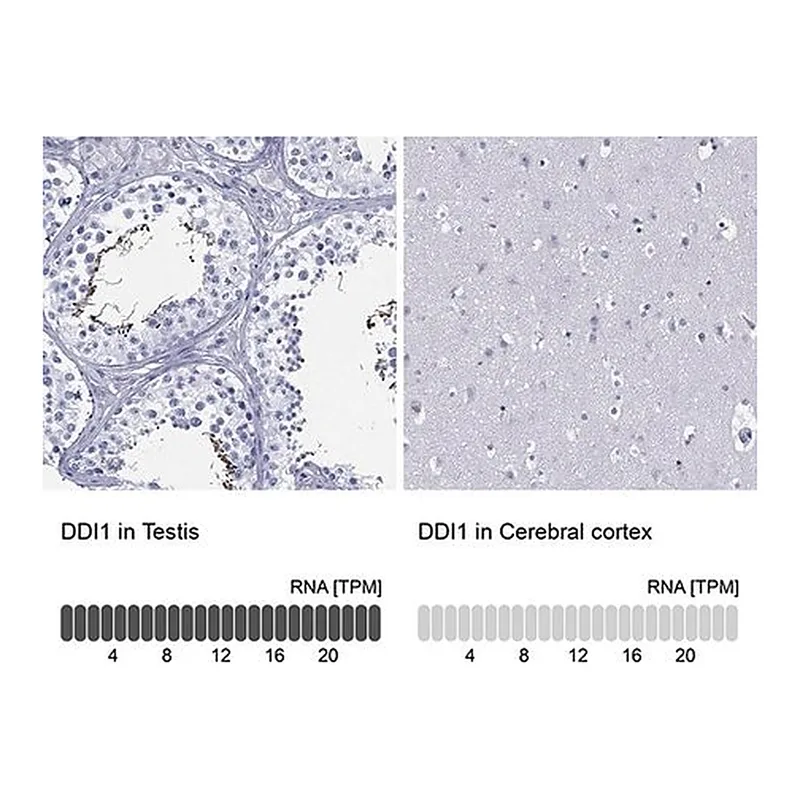 Merck Anti-DDI1 antibody produced in rabbit