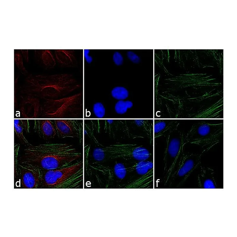 Thermo Fisher Scientific Goat anti-Rabbit IgG (H+L) Cross-Adsorbed Secondary Antibody, TRITC