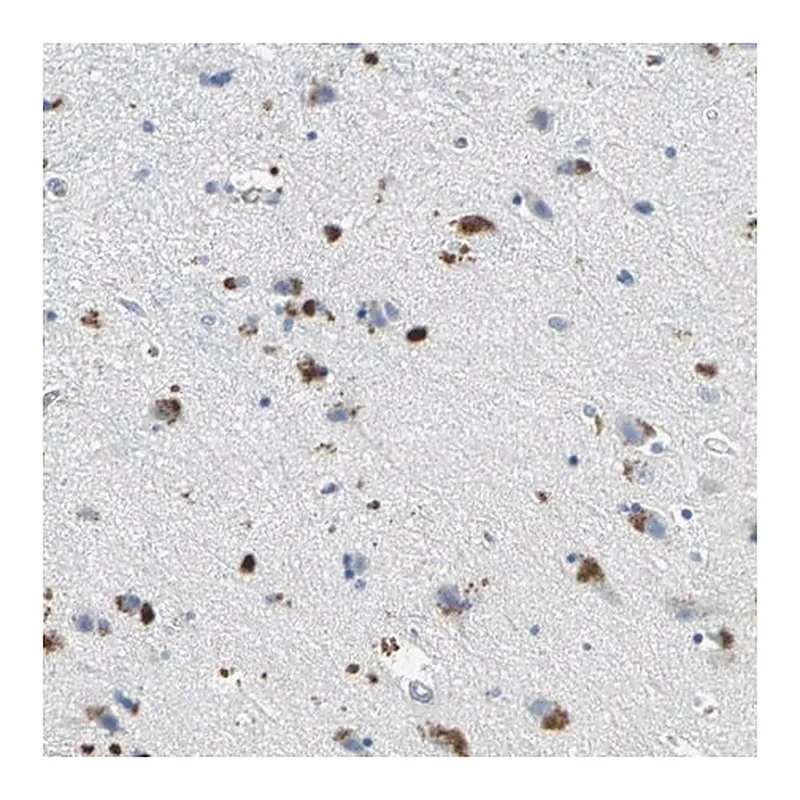 Merck Anti-EFNB3 antibody produced in rabbit