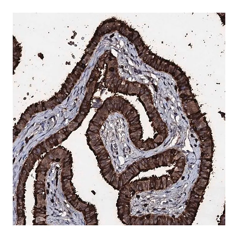Merck Anti-OGFOD2 antibody produced in rabbit