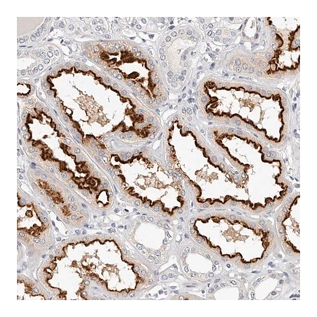 Merck Anti-TMEM63B antibody produced in rabbit