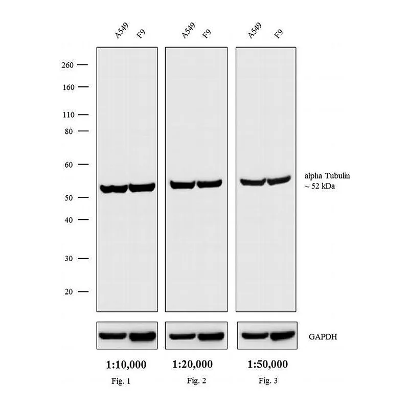 Thermo Fisher Scientific Rabbit anti-Rat IgG (H+L) Secondary Antibody, Biotin