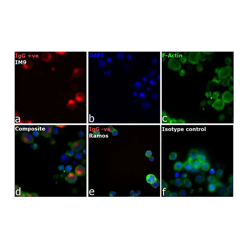 Thermo Fisher Scientific Rabbit anti-Human IgG (H+L) Cross-Adsorbed Secondary Antibody, DyLight 650