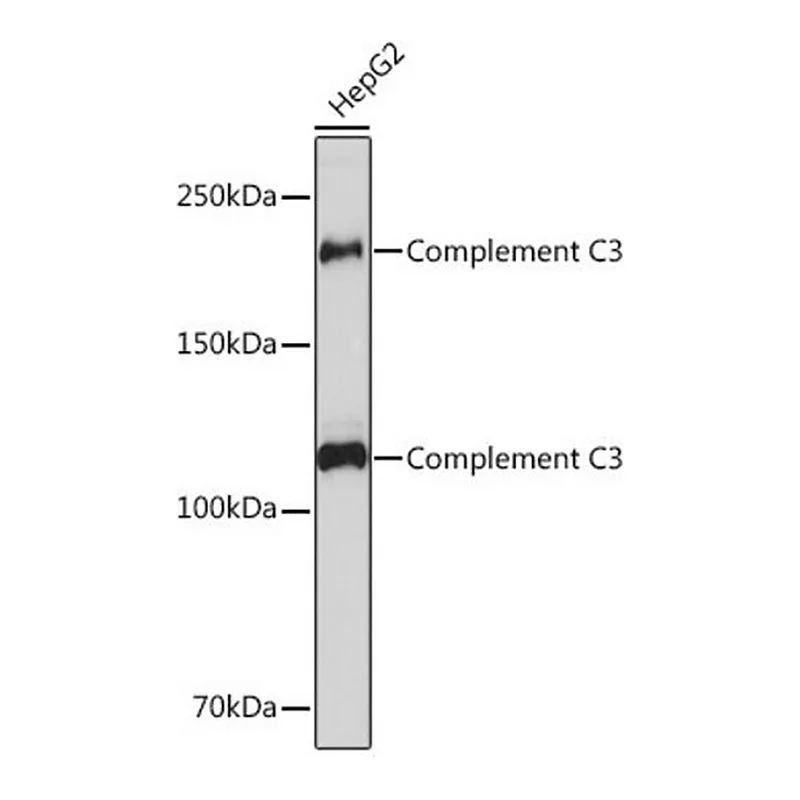 Merck Anti-Complement C3 antibody produced in rabbit