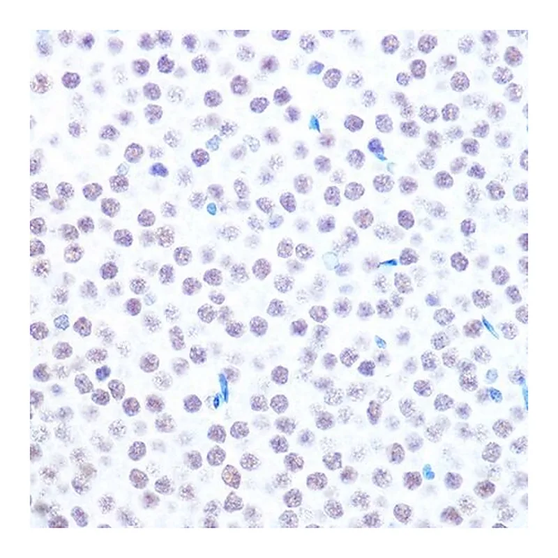 Merck Anti-USP7/HAUSP antibody produced in rabbit