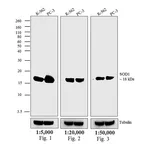 Thermo Fisher Scientific Goat anti-Mouse IgG (H+L) Secondary Antibody, AP