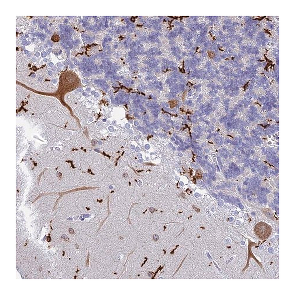 Merck Anti-CEP152 antibody produced in rabbit