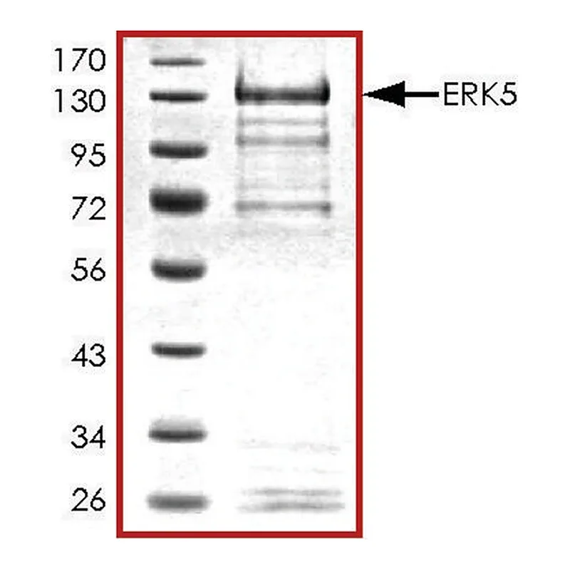 Merck ERK5, active, GST tagged human
