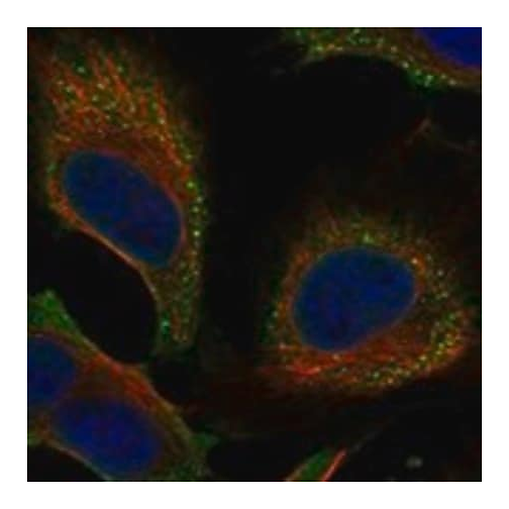 Merck Anti-SPANXN4 antibody produced in rabbit