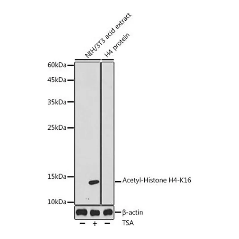 Merck Anti-Acetyl-Histone H4-K16 antibody produced in rabbit