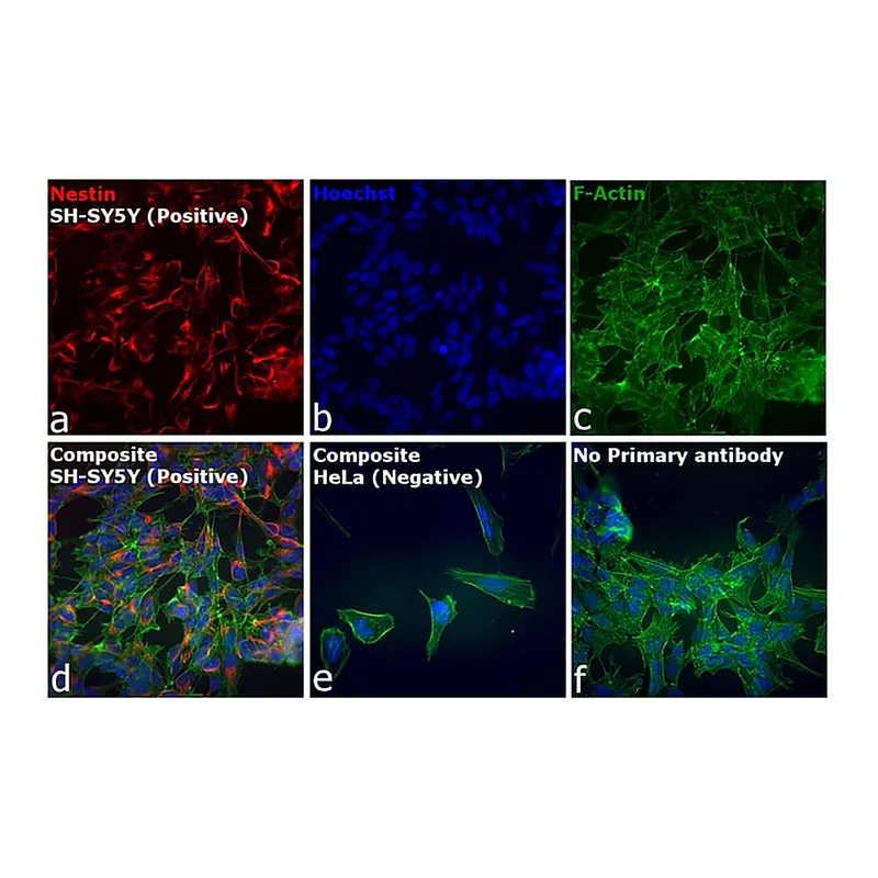 Thermo Fisher Scientific Goat anti-Mouse IgG (H+L) Secondary Antibody, DyLight 800 4X PEG