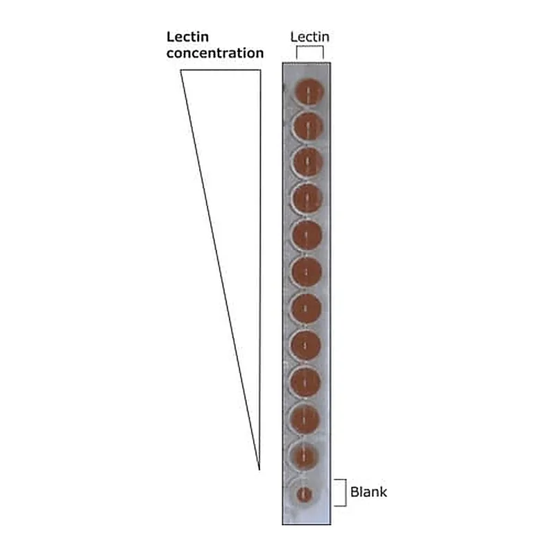 Merck Lectin from Arachis hypogaea (peanut)