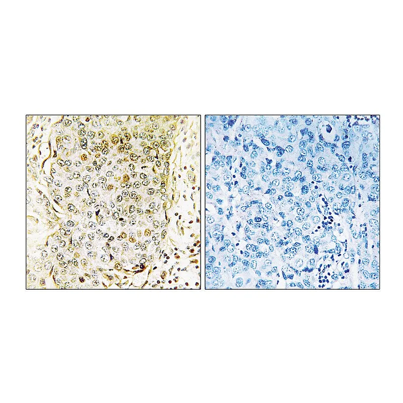 Merck Anti-MLK3 antibody produced in rabbit