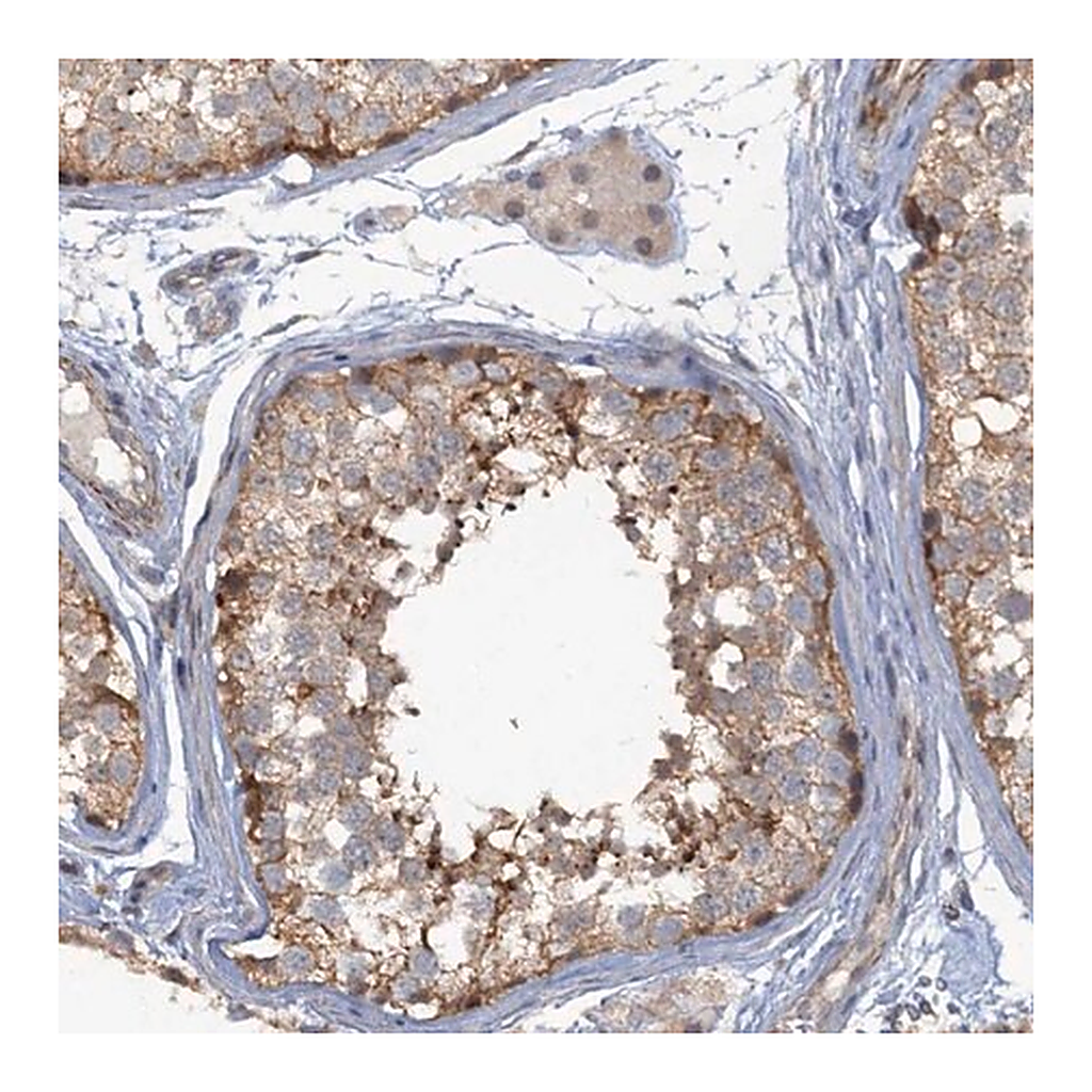 Merck Anti-MYO16 antibody produced in rabbit