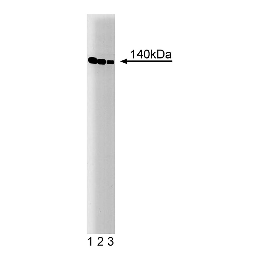 BD Purified Mouse Anti-mDia1
