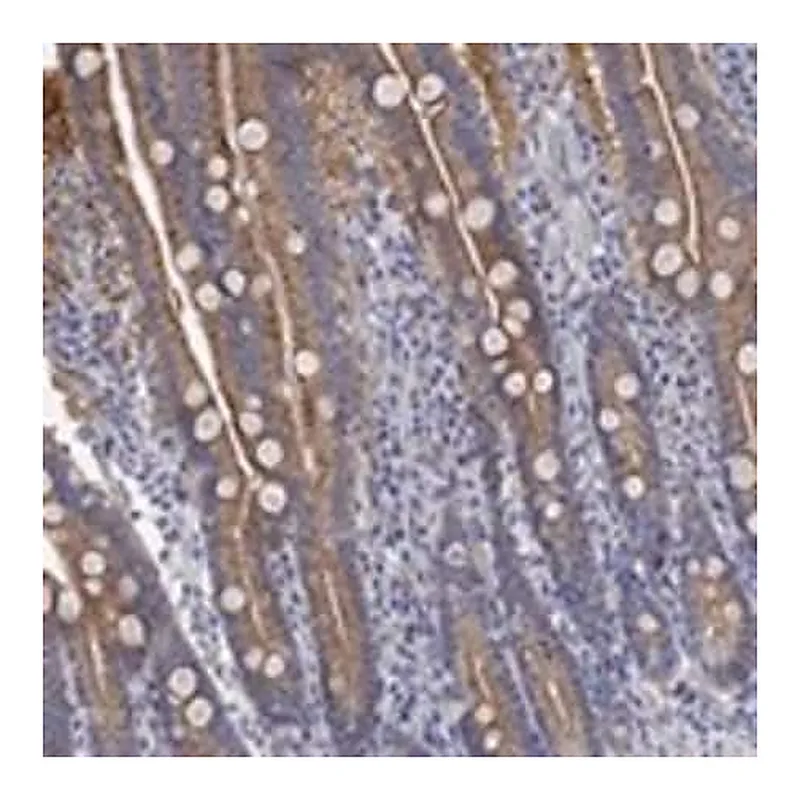 Merck Anti-RGS1 antibody produced in rabbit