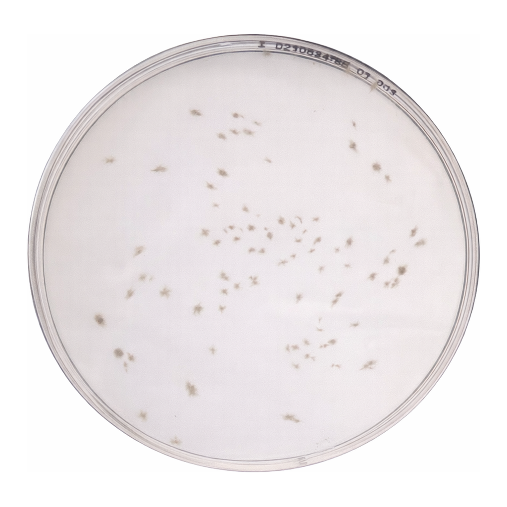 Himedia Columbia Blood Agar Base