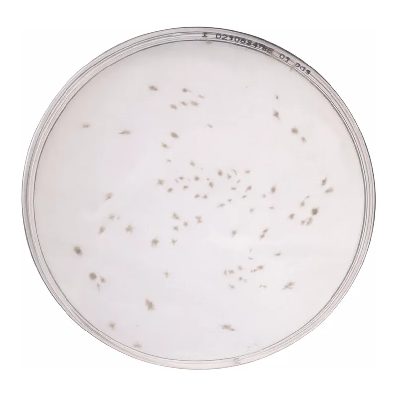 Himedia Columbia Blood Agar Base