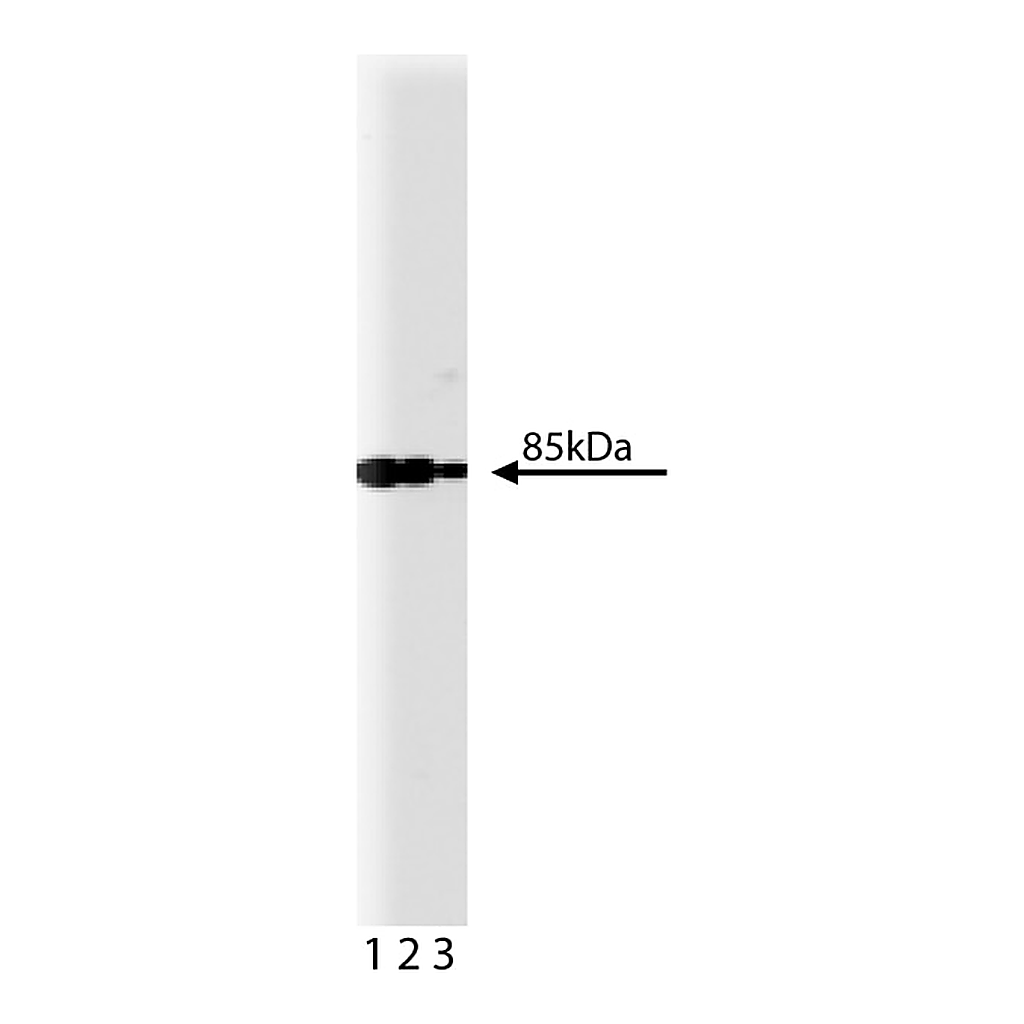 BD Purified Mouse Anti-PI3-Kinase