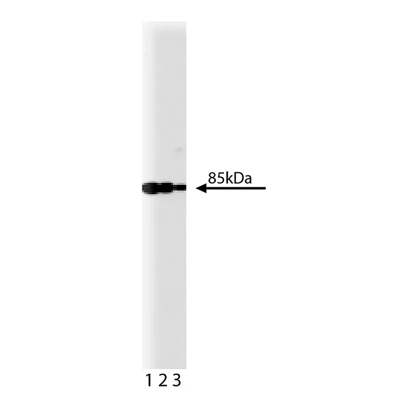 BD Purified Mouse Anti-PI3-Kinase