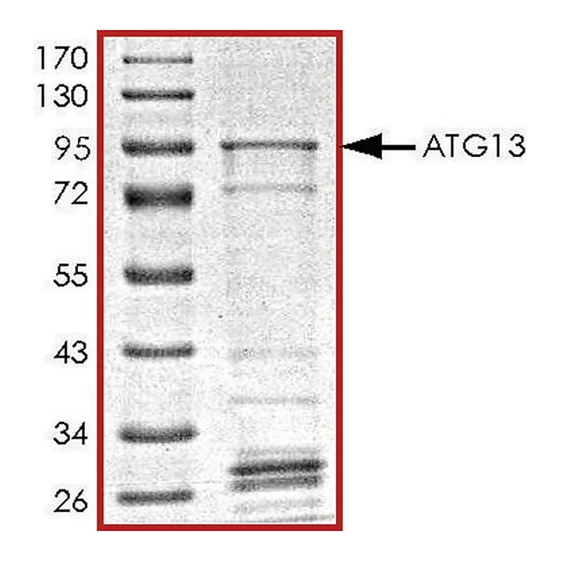 Merck ATG13, GST tagged human