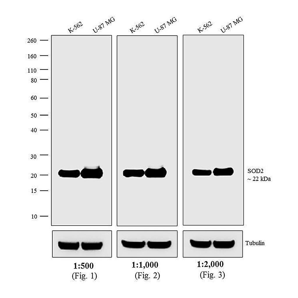 Thermo Fisher Scientific Goat anti-Mouse IgG, IgM (H+L) Secondary Antibody, HRP