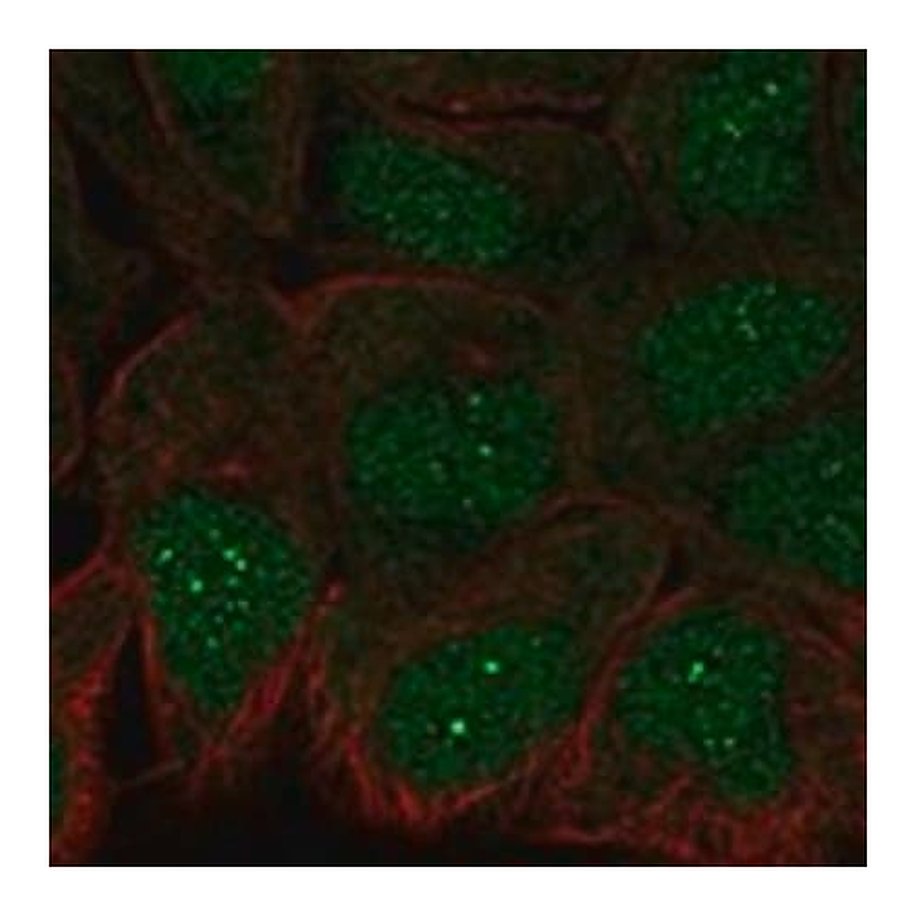 Merck Anti-TRAF4 antibody produced in rabbit