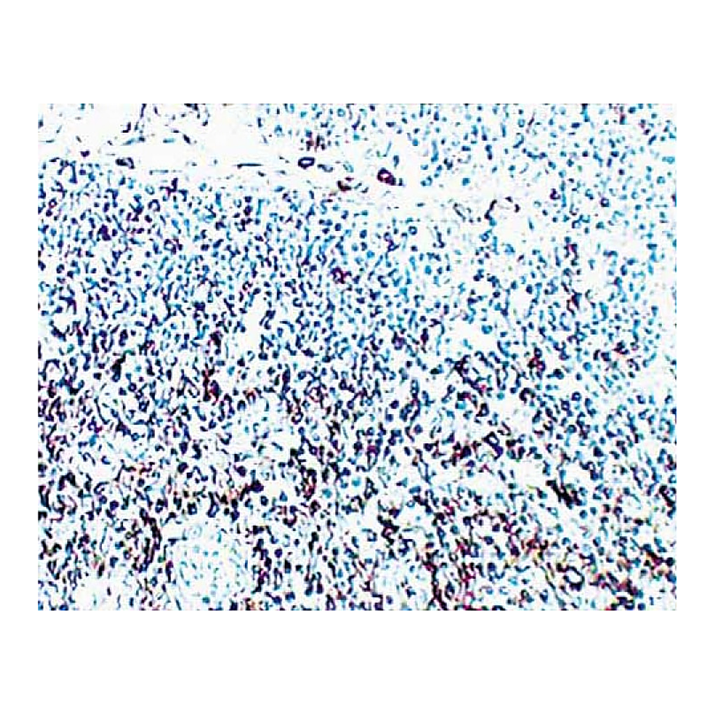 BD Purified Mouse Anti-Human CD44