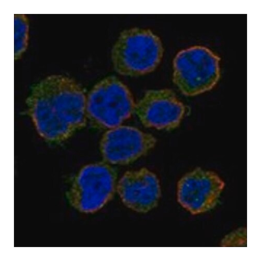 Merck Anti-GAPT antibody produced in rabbit